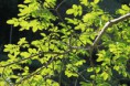 /album/galerie-de-photos-nature-deco/img-6353-jpg/