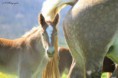 /album/photos-equine/img-4208-jpg/