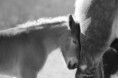 /album/photos-equine/img-4212-jpg/