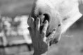 /album/photos-equine/dpp-0006-jpg/