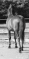 /album/photos-equine/dpp-0013-jpg/