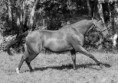 /album/photos-equine/img-1674-jpg/