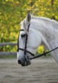 /album/photos-equine/img-2661-jpg/